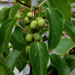Traubenkiwi Red Jumbo 60-80cm - Actinidia Arguta