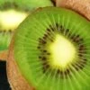 Selbstfruchtende Kiwi Solo 80-100cm - Actinidia Arguta