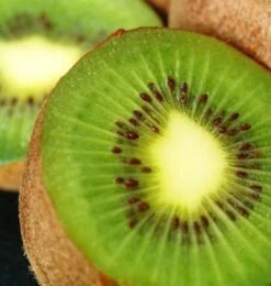 Selbstfruchtende Kiwi Solo 60-80cm - Actinidia Arguta