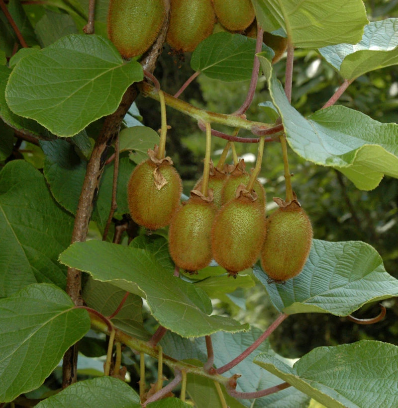 Selbstfruchtende Kiwi Issai 40-60cm - Actinidia Arguta 1 Selbstfruchtende Kiwi Issai 40-60cm - Actinidia Arguta