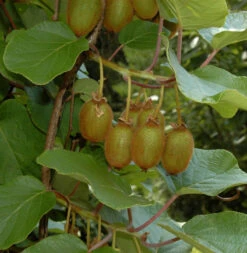 Selbstfruchtende Kiwi Issai 60-80cm - Actinidia Arguta
