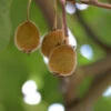 Selbstfruchtende Kiwi Jenny 60-80cm - Actinidia Chinensis