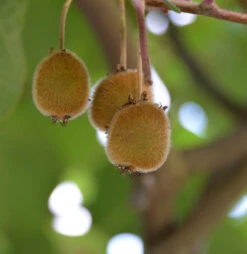Selbstfruchtende Kiwi Jenny 60-80cm - Actinidia Chinensis