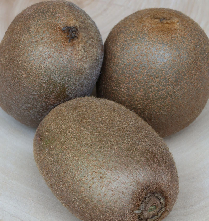 Weibliche Kiwi Hayward 100-125cm - Actinidia Chinensis 1 Weibliche Kiwi Hayward 100-125cm - Actinidia Chinensis