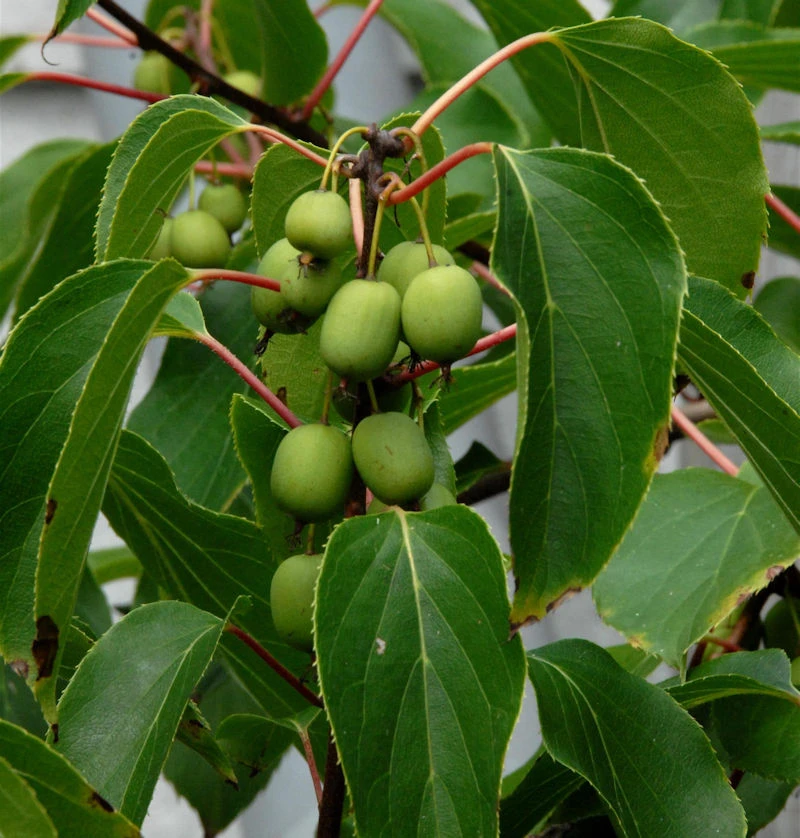 Kiwi 100-125cm - Actinidia Arguta 1 Kiwi 100-125cm - Actinidia Arguta