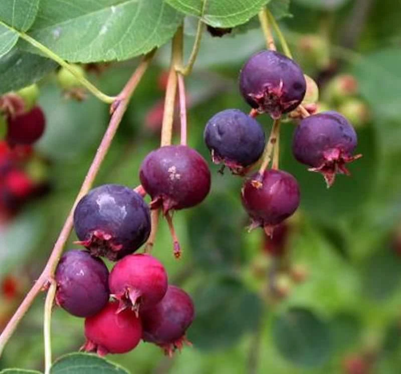 Felsenbirne Rainbow Pillar® 60-80cm - Amelanchier 1 Felsenbirne Rainbow Pillar® 60-80cm - Amelanchier