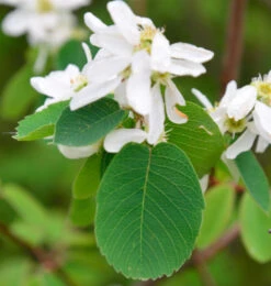 Erlenblättrige Felsenbirne Greatberry Aroma 60-80cm - Amelanchier Alnifolia