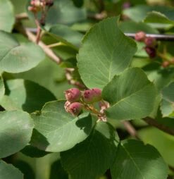 Erlenblättrige Felsenbirne Martin 100-125cm - Amelanchier Alnifolia