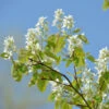 Erlenblättrige Felsenbirne Saskatoon Berry® 40-60cm - Amelanchier Alnifolia