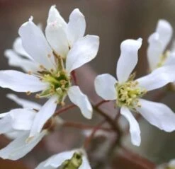 Erlenblättrige Felsenbirne 40-60cm - Amelanchier Alnifolia