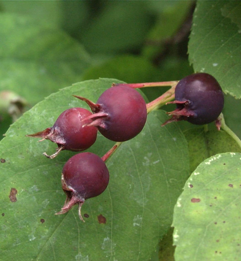 Erlenblättrige Felsenbirne Thiessen 60-80cm - Amelanchier Alnifolia 1 Erlenblättrige Felsenbirne Thiessen 60-80cm - Amelanchier Alnifolia