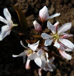 Hochstamm Baumfelsenbirne Robin Hill 80-100cm - Amelanchier Arborea