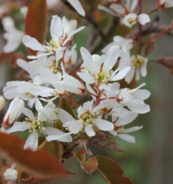 Kupfer Felsenbirne 100-125cm - Amelanchier Lamarckii