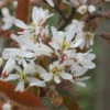 Kupfer Felsenbirne 125-150cm - Amelanchier Lamarckii