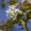 Felsenbirne Ballerina 125-150cm - Amelanchier