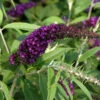 Hochstamm Sommerflieder Black Knight 80-100cm - Buddleja