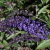 Zwerg Schmetterlingsstrauch Blue Chip Jr. 60-80cm - Buddleja