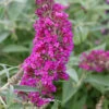 Schmetterlingsstrauch Magenta 30-40cm - Buddleja