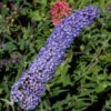 Sommerflieder Darts Papillion Blue 100-125cm - Buddleja