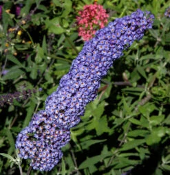 Sommerflieder Darts Papillion Blue 100-125cm - Buddleja