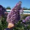 Sommerflieder Gulliver® 80-100cm - Buddleja