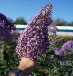 Sommerflieder Gulliver® 80-100cm - Buddleja