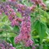 Sommerflieder Flower Power 100-125cm - Buddleja