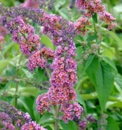Sommerflieder Flower Power 40-60cm - Buddleja