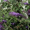 Sommerflieder Ile De France 80-100cm - Buddleja