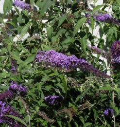 Sommerflieder Ile De France 80-100cm - Buddleja