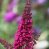 Sommerflieder Miss Molly® 30-40cm - Buddleja