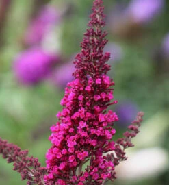 Sommerflieder Miss Molly® 30-40cm - Buddleja
