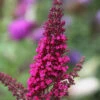 Sommerflieder Miss Ruby 80-100cm - Buddleja