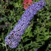 Sommerflieder Nanho Blue 60-80cm - Buddleja