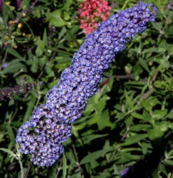 Sommerflieder Nanho Blue 60-80cm - Buddleja