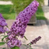 Sommerflieder Pink Delight 40-60cm - Buddleja