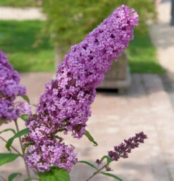 Sommerflieder Pink Delight 40-60cm - Buddleja