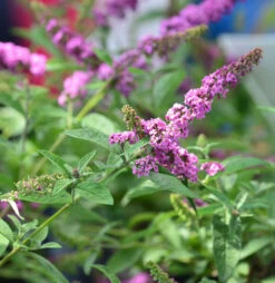 Zwerg Sommerflieder Pink Micro Chip 30-40cm - Buddleja