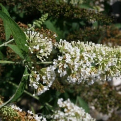 Zwergflieder Reve De Papillon White 60-80cm - Buddleja