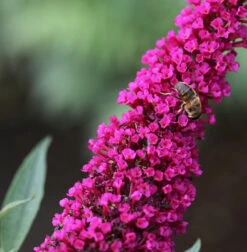 Sommerflieder Royal Red 40-60cm - Buddleja