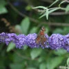 Schmetterlingsflieder Summer Bird Blue 30-40cm - Buddleja