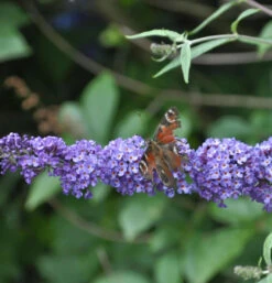 Schmetterlingsflieder Summer Bird Blue 30-40cm - Buddleja