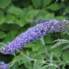 Schmetterlingsflieder Summer Bird Sky Blue 40-60cm - Buddleja