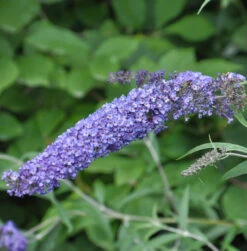 Schmetterlingsflieder Summer Bird Sky Blue 40-60cm - Buddleja