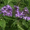 Schmetterlingsflieder Summer Bird Violet 30-40cm - Buddleja