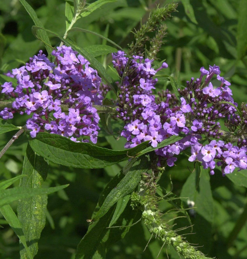 Schmetterlingsflieder Summer Bird Violet 30-40cm - Buddleja 1 Schmetterlingsflieder Summer Bird Violet 30-40cm - Buddleja