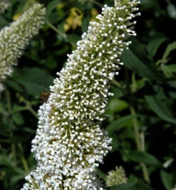 Sommerflieder White Chip 40-60cm - Buddleja