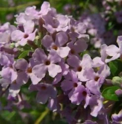 Sommerflieder 60-80cm - Buddleja Alternifolia