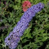Schmetterlingsstrauch Adonis Blue 60-80cm - Buddleja