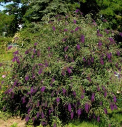 Sommerflieder Butterfly Tower 80-100cm - Buddleja